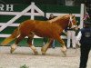 stallion Bismark (Schleswig Heavy Draft, 2007, from Waechter)