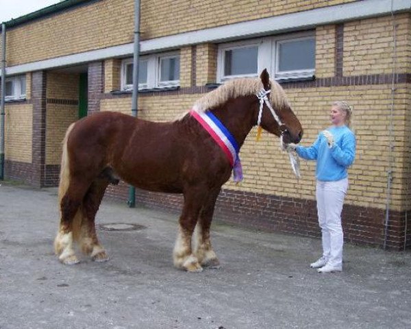 Deckhengst Azuro (Schleswiger Kaltblut, 2006, von Ulan)