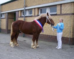 stallion Azuro (Schleswig Heavy Draft, 2006, from Ulan)