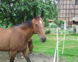 broodmare Lara (Hanoverian, 1993, from Lauries Crusador xx)