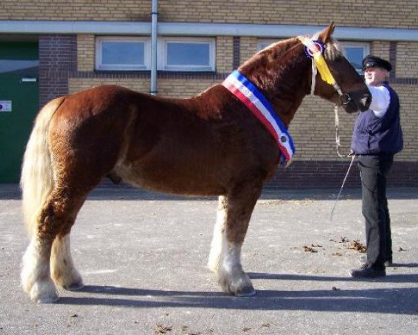 Deckhengst Zauberbote (Schleswiger Kaltblut, 2005, von Torsballig)