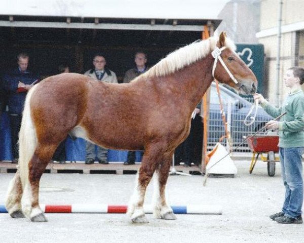 Deckhengst Merkur (Schleswiger Kaltblut, 2005, von Major)