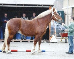 stallion Merkur (Schleswig Heavy Draft, 2005, from Major)