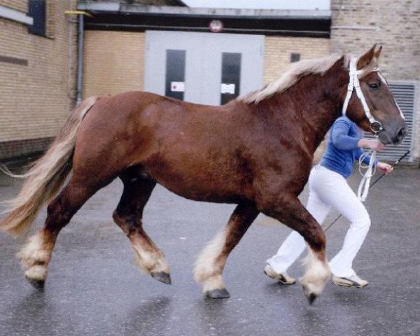stallion Valentin-Herkules (Schleswig Heavy Draft, 2003, from Deichgraf)