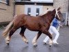 stallion Valentin-Herkules (Schleswig Heavy Draft, 2003, from Deichgraf)