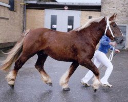 Deckhengst Valentin-Herkules (Schleswiger Kaltblut, 2003, von Deichgraf)