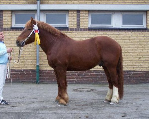 Pferd Artiger (Schleswiger Kaltblut, 2006, von Regent)