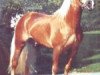 stallion Nissan (Haflinger, 1982, from 1213 Neptun)