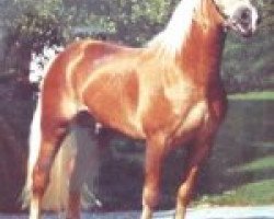 stallion Nissan (Haflinger, 1982, from 1213 Neptun)