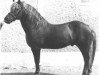 stallion 128 Stromer (Haflinger, 1938, from 1074 Student)