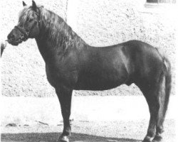 stallion 128 Stromer (Haflinger, 1938, from 1074 Student)