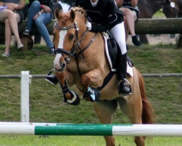dressage horse Mernocino (German Riding Pony, 2005, from Merlin)