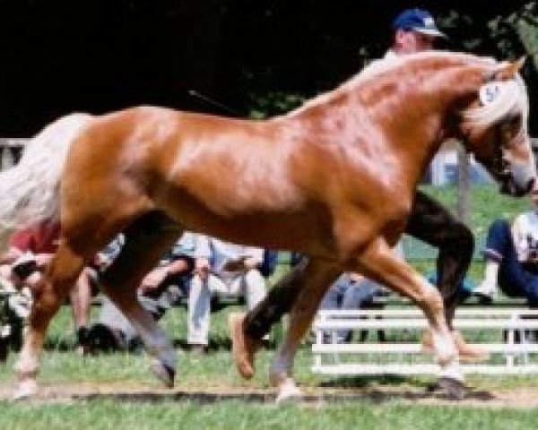stallion Almrausch (Haflinger, 1982, from Alpha)