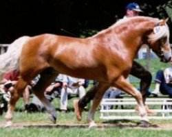 Deckhengst Almrausch (Haflinger, 1982, von Alpha)