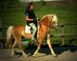 stallion Almkoenig I (Haflinger, 1987, from Almrausch)