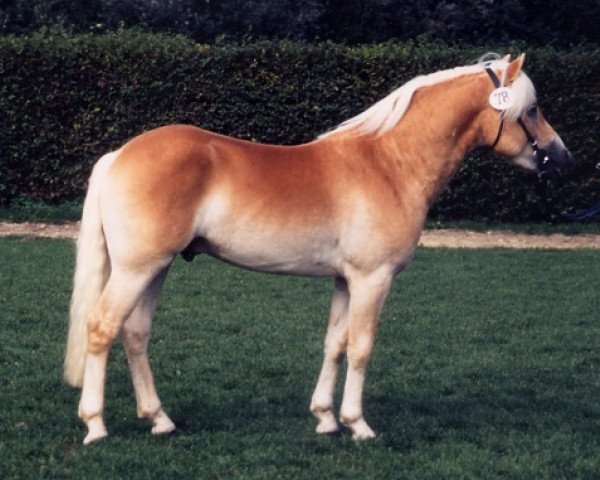 stallion Alban (Rhinelander, 1993, from Almkoenig I)