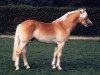 stallion Alban (Rhinelander, 1993, from Almkoenig I)