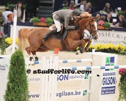 broodmare Soraya de L'Obstination (Belgian Warmblood, 2001, from Kashmir van't Schuttershof)