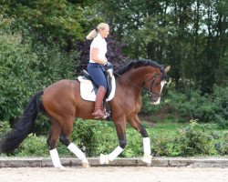 dressage horse Fürstino (Württemberger, 2008, from Fürst Grandios)