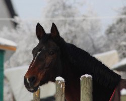 broodmare Weltlicht (Hanoverian, 1997, from Weltmeyer)