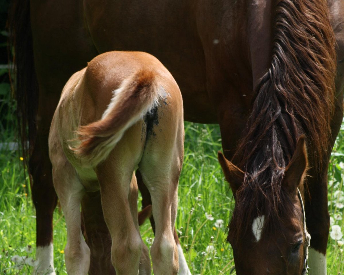 broodmare Weylind (Hanoverian, 1998, from Weyden)
