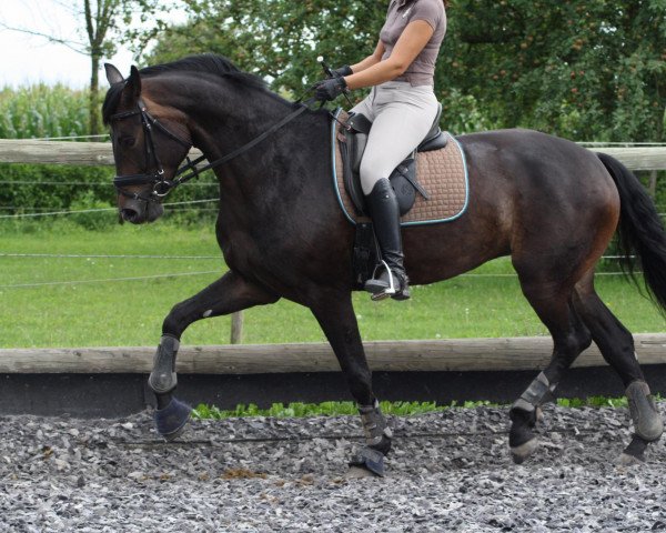 broodmare Socienne (Württemberger, 2007, from Sandro Hit)