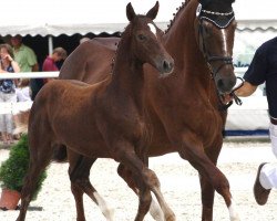 broodmare Comtess Corlana (Bavarian, 1997, from Werther's Wels)