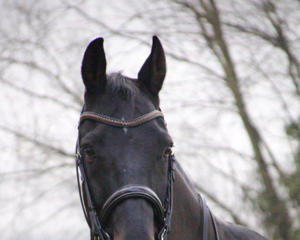 dressage horse Silencio 22 (Hanoverian, 2009, from Silberschmied)