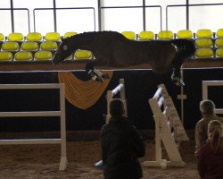 broodmare Aruna 2 (Württemberger, 2007, from Alassio's Boy)