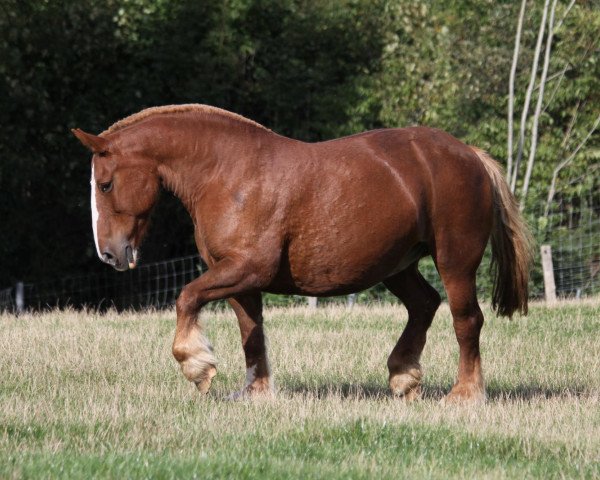 Zuchtstute Lotte (Schleswiger Kaltblut, 1994, von Duell)