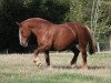 broodmare Lotte (Schleswig Heavy Draft, 1994, from Duell)