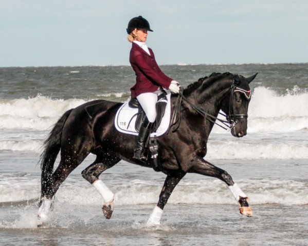 dressage horse Deinhardt Hae (Hanoverian, 2003, from Don Frederico)