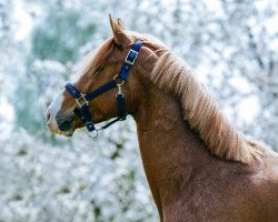 dressage horse Gimme Five Atreju (German Riding Pony, 2014, from Golden Atreju)