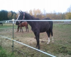 broodmare Merilyn (German Sport Horse, 2011, from Paradiesvogel)