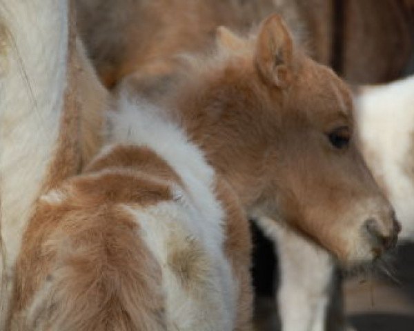 stallion Mister Monty (Shetland pony (under 87 cm), 2012, from Mark v.d.Ysselhof)