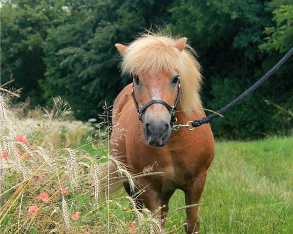 Zuchtstute Karla (Shetland Pony, 1996, von Kakao)