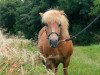 broodmare Karla (Shetland Pony, 1996, from Kakao)