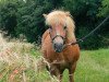 Zuchtstute Karla (Shetland Pony, 1996, von Kakao)