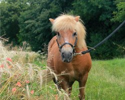 Pferd Karla (Shetland Pony, 1996, von Kakao)