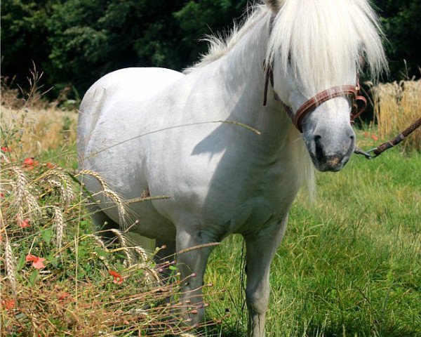 broodmare Nova (Shetland Pony, 1992, from Sandokan)