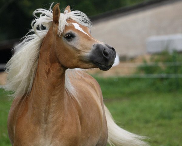 Pferd Little Joe (Haflinger, 2005, von El.H. Südwind)