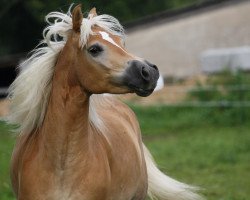 Pferd Little Joe (Haflinger, 2005, von El.H. Südwind)