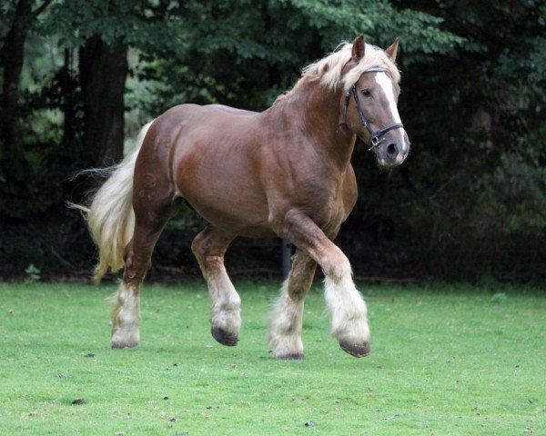 stallion Wacholder (Schleswig Heavy Draft, 2004, from Donar)