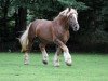 stallion Wacholder (Schleswig Heavy Draft, 2004, from Donar)