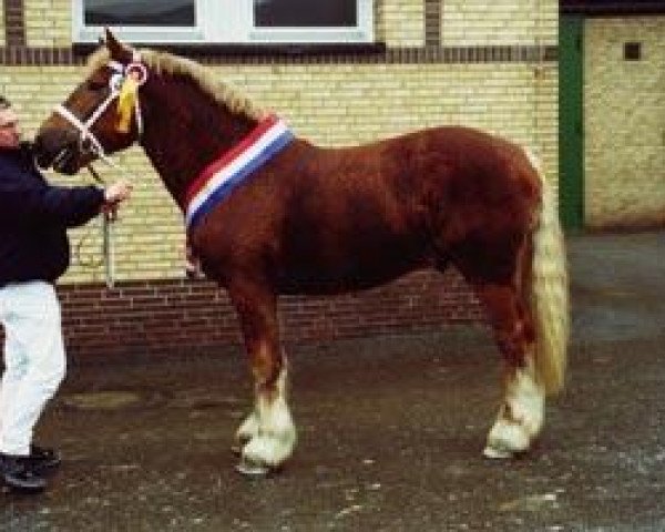Dressurpferd Samson (Schleswiger Kaltblut, 2000, von Kuckuck)