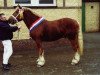 dressage horse Samson (Schleswig Heavy Draft, 2000, from Kuckuck)