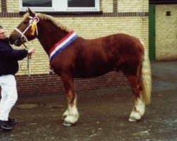 dressage horse Samson (Schleswig Heavy Draft, 2000, from Kuckuck)