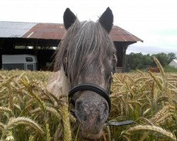 dressage horse Oro-Negro (German Warmblood, 1998, from Nuget)