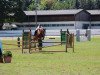 jumper Fabienne 477 (German Riding Pony, 2005, from Sir Charles)