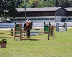 jumper Fabienne 477 (German Riding Pony, 2005, from Sir Charles)